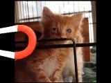 Rusty, orphaned Kitten Rescue
