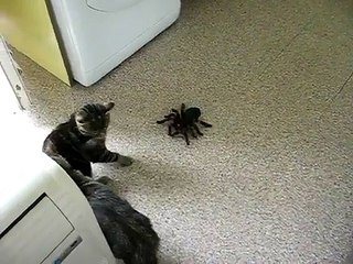 İNCESU BOSCH KOMBİ SRV.(0312) 279-15-16