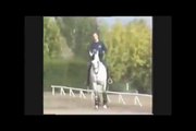 Gaucho III Grand Prix PRE Imported Stallion