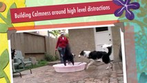 Building Calmness around high level distractions: Clicker Dog Training