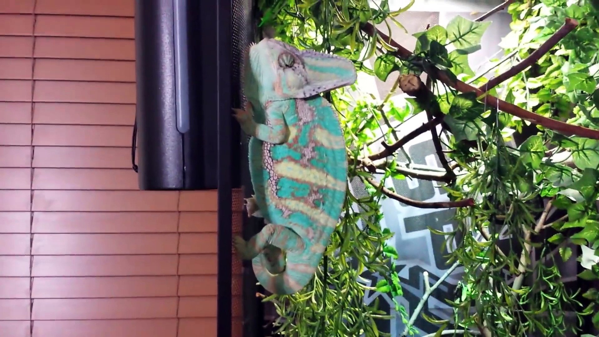 ⁣Guy wakes up his pet chameleon who Attacks Him!