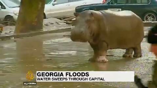 Zoo animals on the loose in Georgia amid deadly floods
