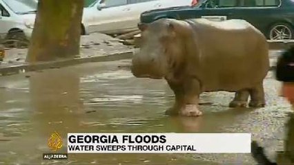 Zoo animals on the loose in Georgia amid deadly floods