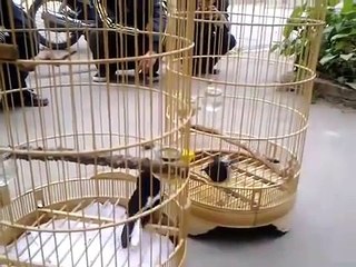 Burung kacer petarung aduan sedang beraksi