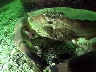 Tauchen in Utvorda, Mittelnorwegen