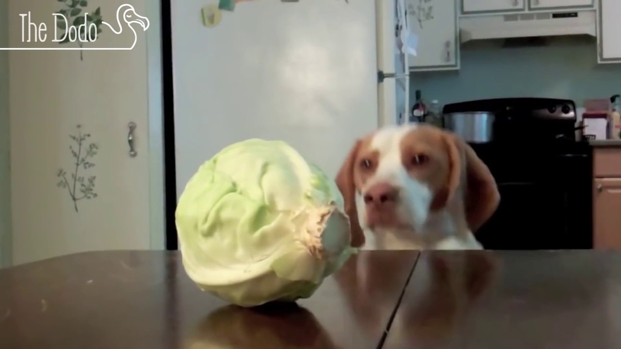 Ces chiens essayent d'attraper la nourriture sur la table... FAIL !