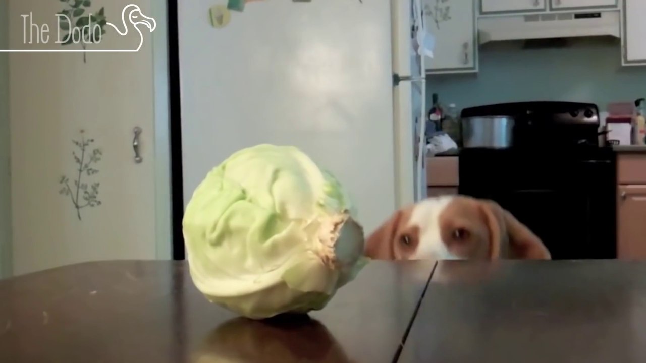 Dogs trying to catch things on the table.. hilarious !