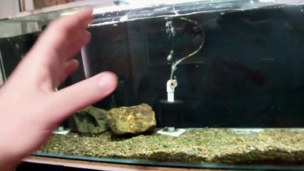 GOOD FISHKEEPING MORNING!!!!