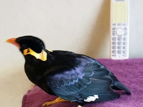 Un oiseau discute en Japonnais ! Impressionnant !