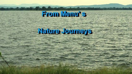 Birds Of The Lake At Waters Edge