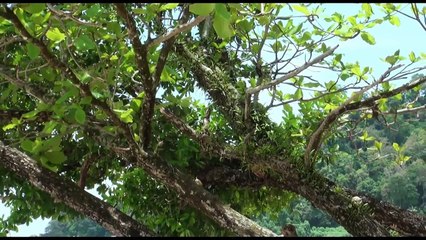Abenteuer unglaublich im Urwald Tioman Island Malaysia 6. Teil mit Sony CX 550 u. CX 115