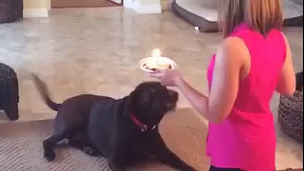 funny dog