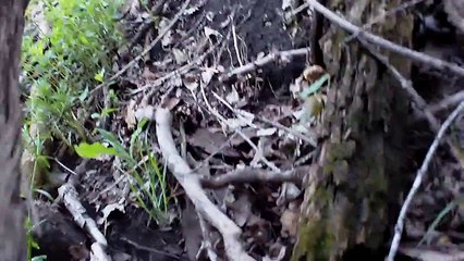 Morel Mushroom Hunting 1.MOV