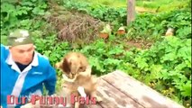 Funny Videos   Funny Vines Cats   Cute Funny Cats Videos   Funny Cat Videos   Cool Cute Cats