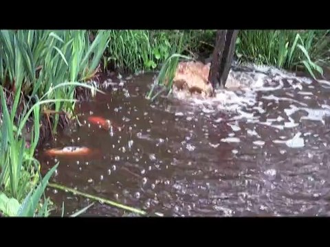 Pollution! Poissons meurent dans un étang suite à l'épandage. Carpes Koi dans un étang pollué.