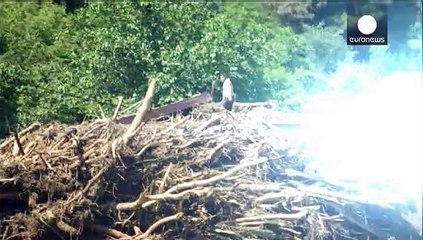 Schwere Schäden nach Unwetter in Tiflis - Raubtiere brechen aus Zoo aus