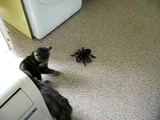 ERYAMAN ALARKO KOMBİ SERV.=(0312) 279-15-16