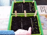 Transplanting pepper and tomato seedlings.wmv