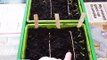 Transplanting pepper and tomato seedlings.wmv