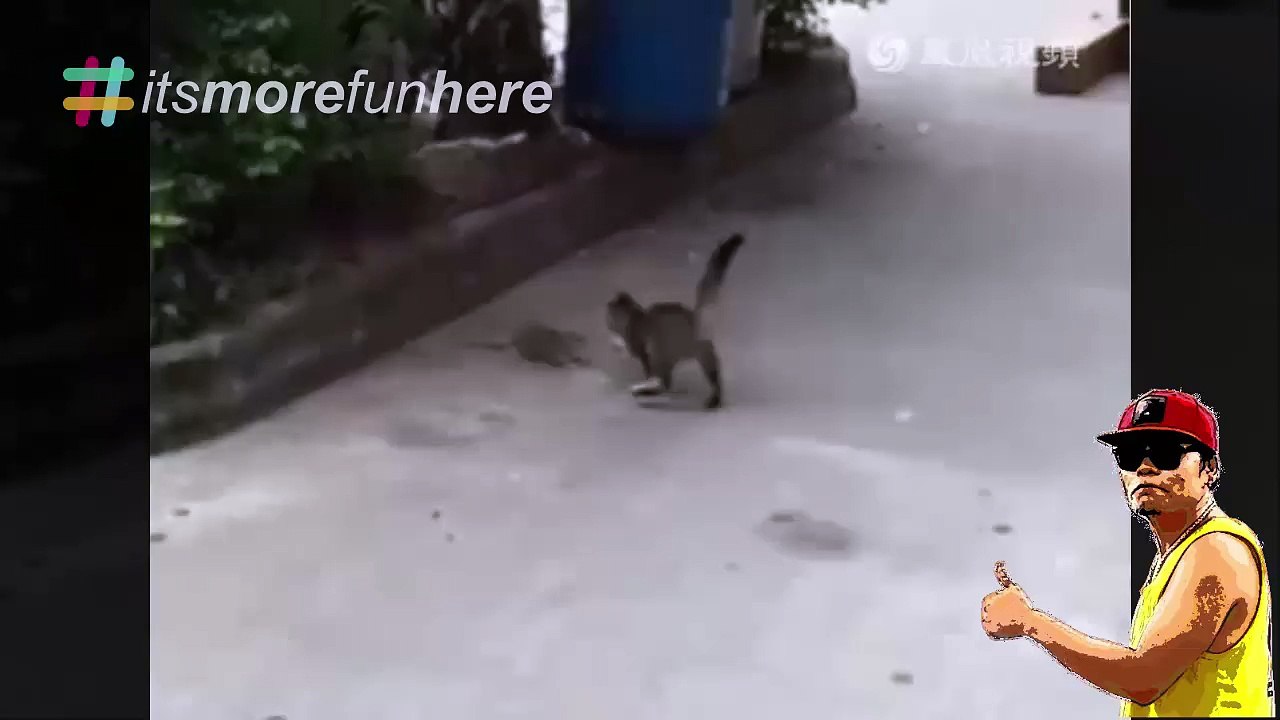 Real Tom And Jerry
