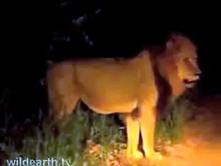 The Boys Are Back - The Mapogo Lions at WildEarth.TV
