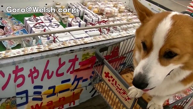 Happy birthday! Goro eats a cake. / 誕生祝のケーキを食べるゴローさん 20141009 Goro@Welsh corgi コーギー for doggi 犬用 誕生日