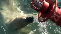 Bärenstarkes Wiedersehen in Yukon Bay im Erlebnis-Zoo Hannover