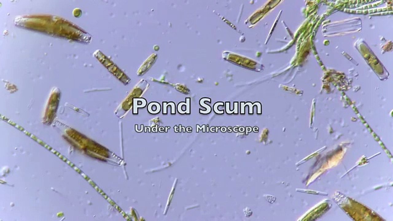 Pond Scum Under the Microscope video Dailymotion
