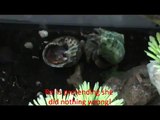 Hermit crab shell fight