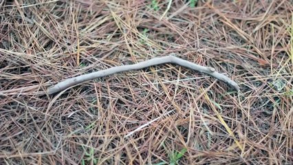 Forest Fight (short action film)