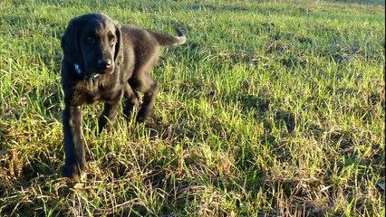 Saci - auf den Hund gekommen