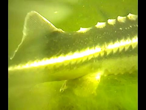 Russian Sturgeon, Beluga (Huso Huso)