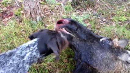 Älg jakt 2013/ Moose hunting in Sweden 2013