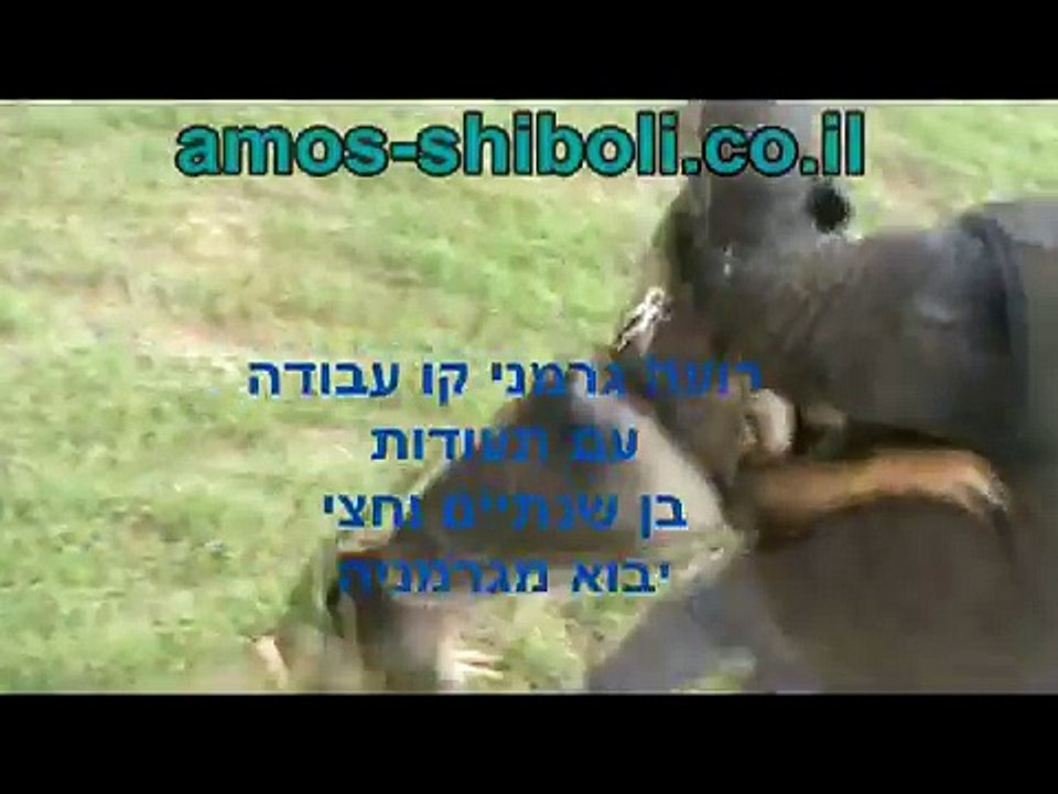 רועה גרמני באימון הגנה