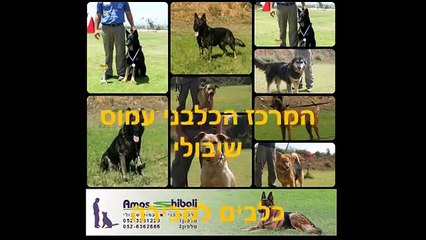 גיינה - כלבת רועה גרמני למכירה - המרכז הכלבני עמוס שיבולי