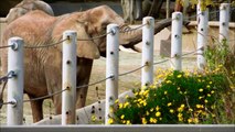 African Bush Elephants Eat at the San Diego Zoo Safari Park