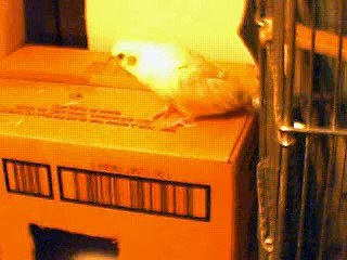 My Baby Male Lutino Cockatiel PeeWee