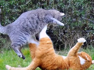 Мифы и правда о кастрации котов