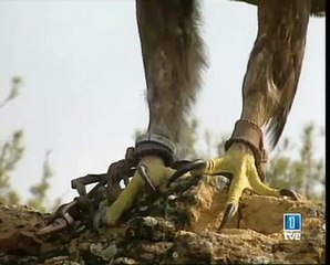 Reportaje Águila Real 'Belagua' TVE Aragón