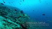 Diving Galapagos - Gordon Rock & North Seymour Island