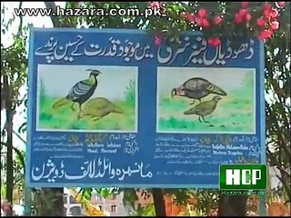 Pheasantry in Dhodial Mansehra Hazara. The largest pheasantry of Asia