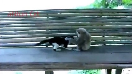 Smack Down animal Monkey Vs cat Funny