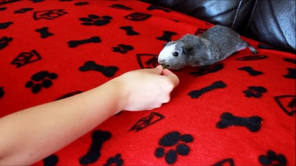Guinea Pig performing 'Circles' trick.