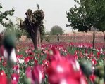 From drugs raids to wheat crops - sowing seeds of progress in Afghanistan