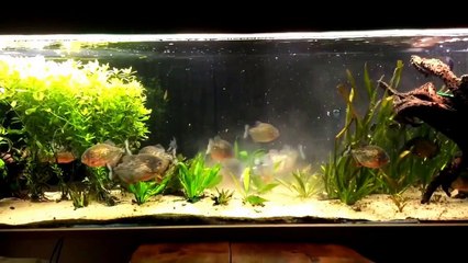 Nourissage Piranhas Pygocentrus Nattereri 11.02.15