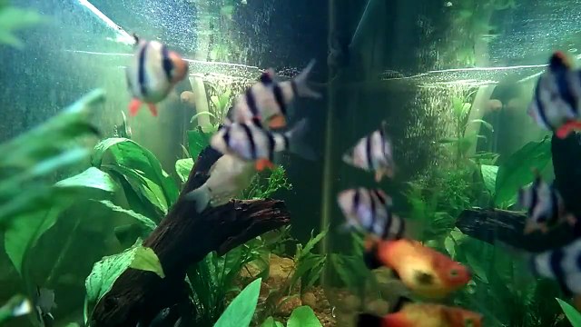 55 gallon planted tank update Week 1