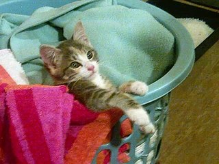 Belle "A You're Adorable"