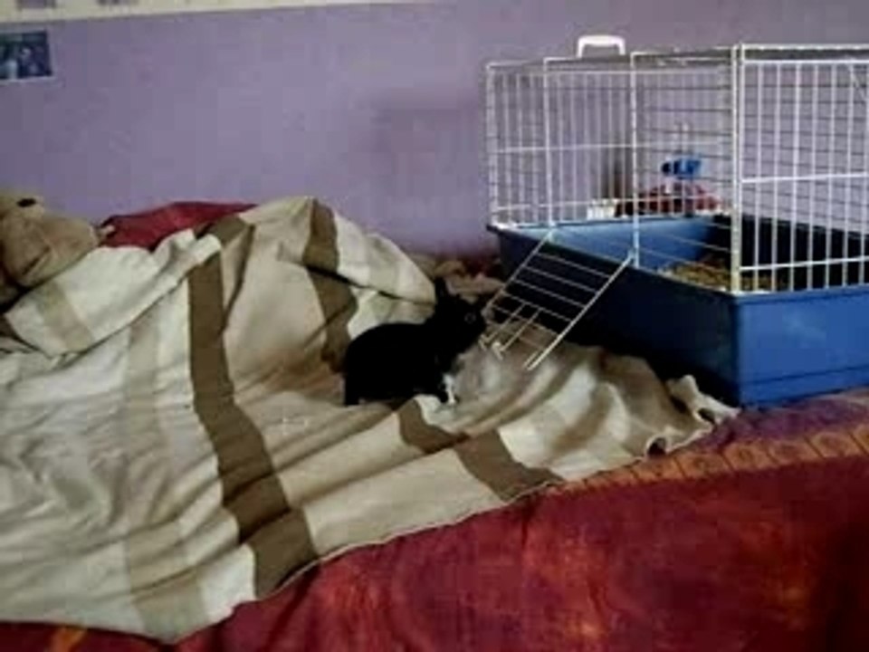 Dresser un lapin
