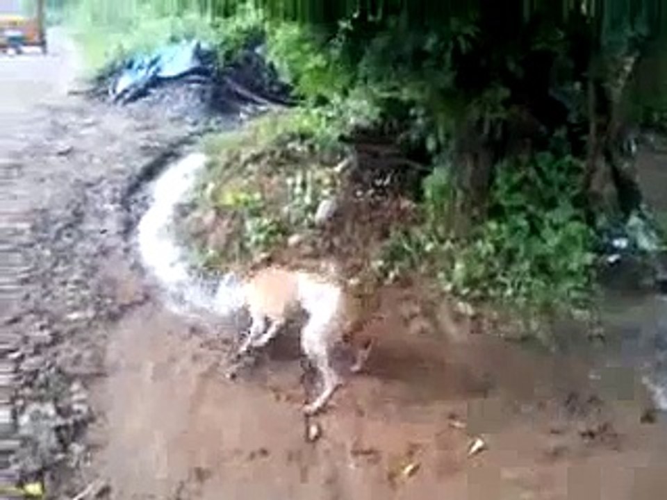 PKTV videos