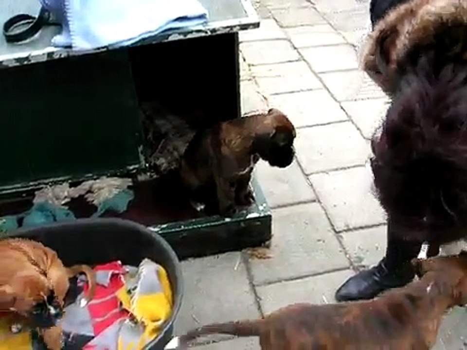 Pup halen in Bavel
